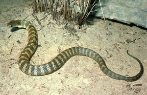 Tiger Snake Pics, Animal Collection