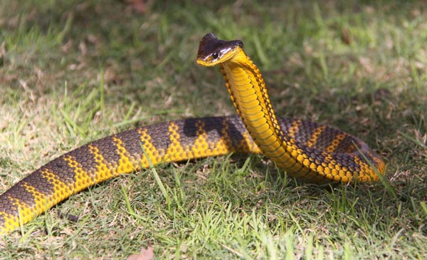 Nice wallpapers Tiger Snake 600x365px