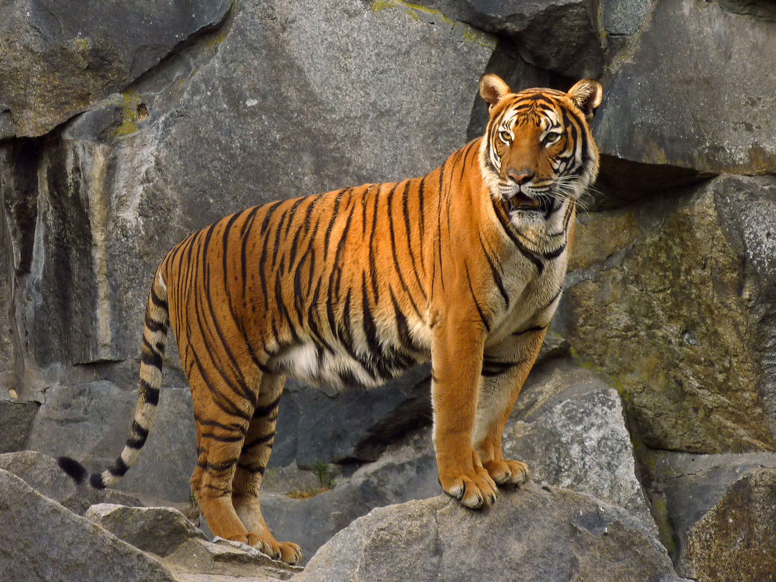 Tiger Pics, Animal Collection