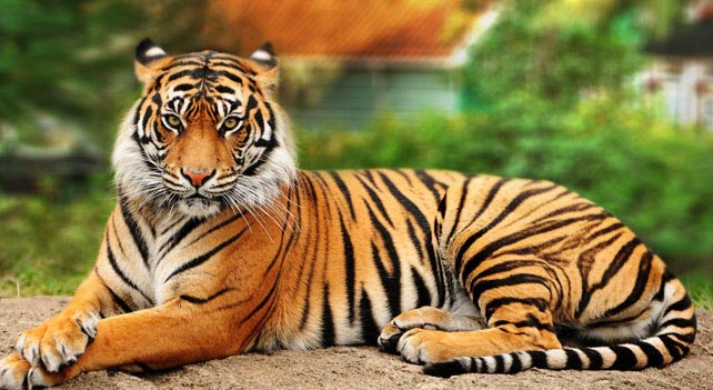 642x351 > Tiger Wallpapers
