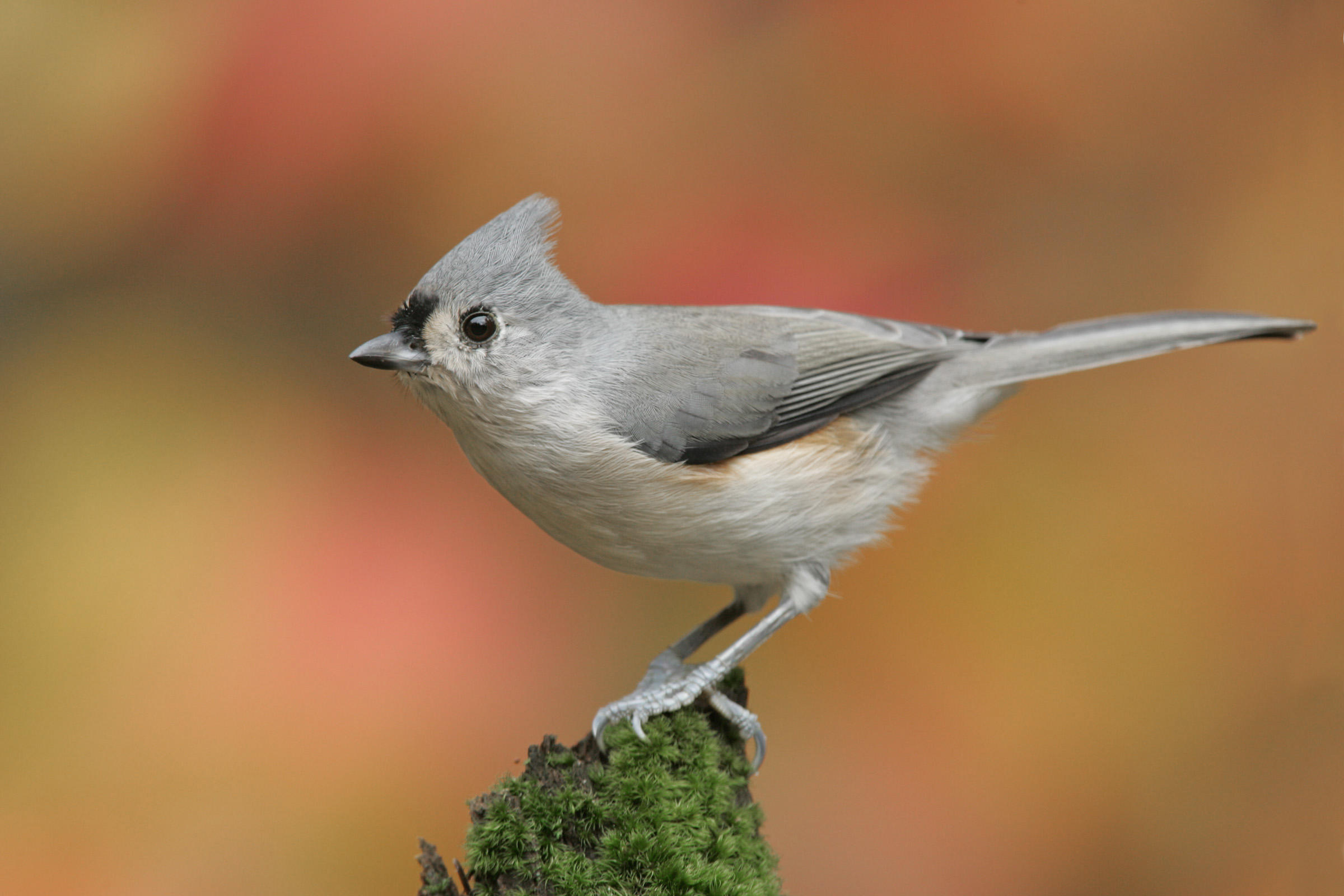 Nice Images Collection: Titmouse Desktop Wallpapers