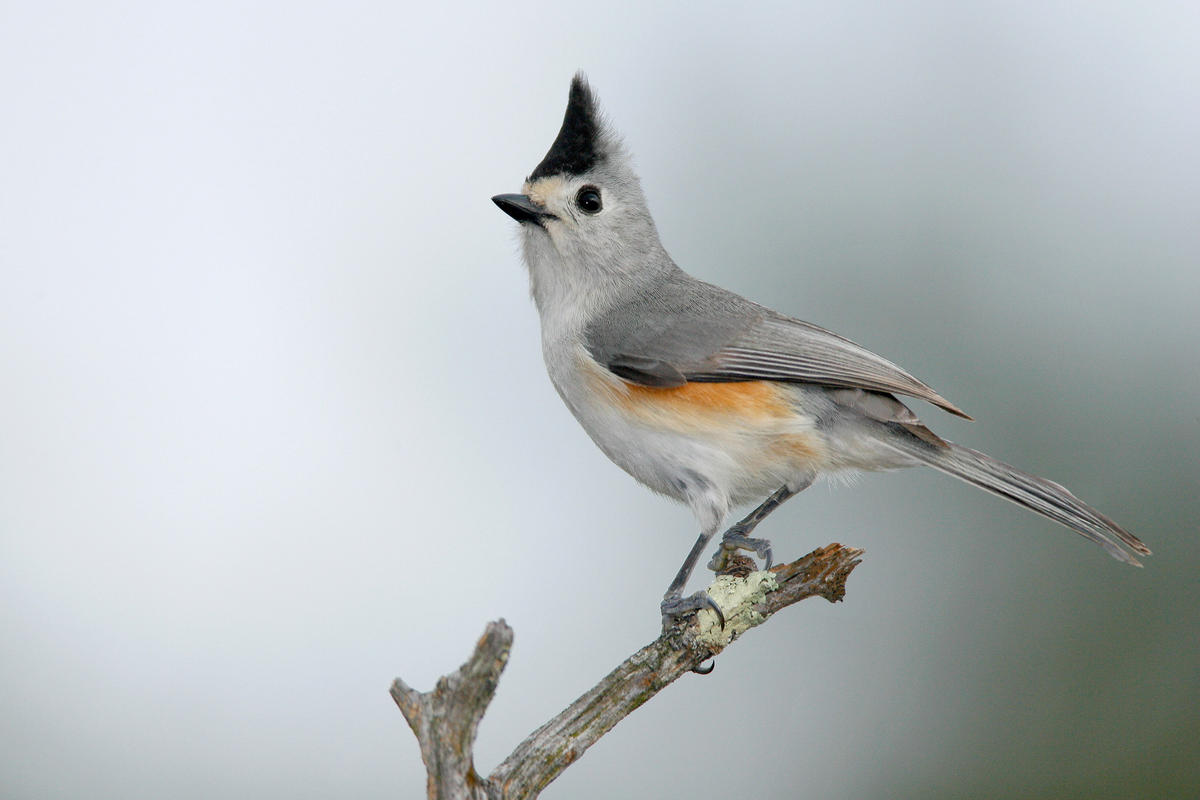 Titmouse High Quality Background on Wallpapers Vista