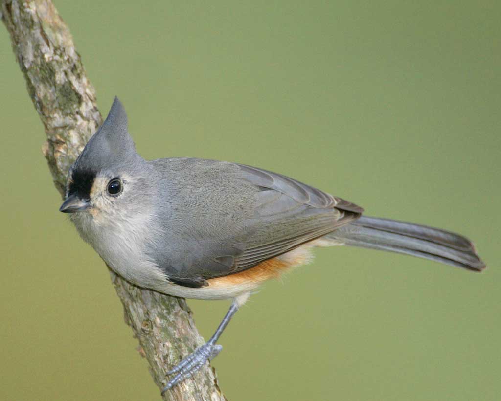Amazing Titmouse Pictures & Backgrounds