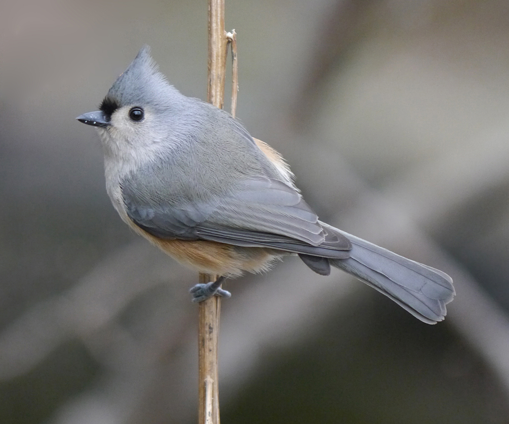 HD Quality Wallpaper | Collection: Animal, 1024x853 Titmouse