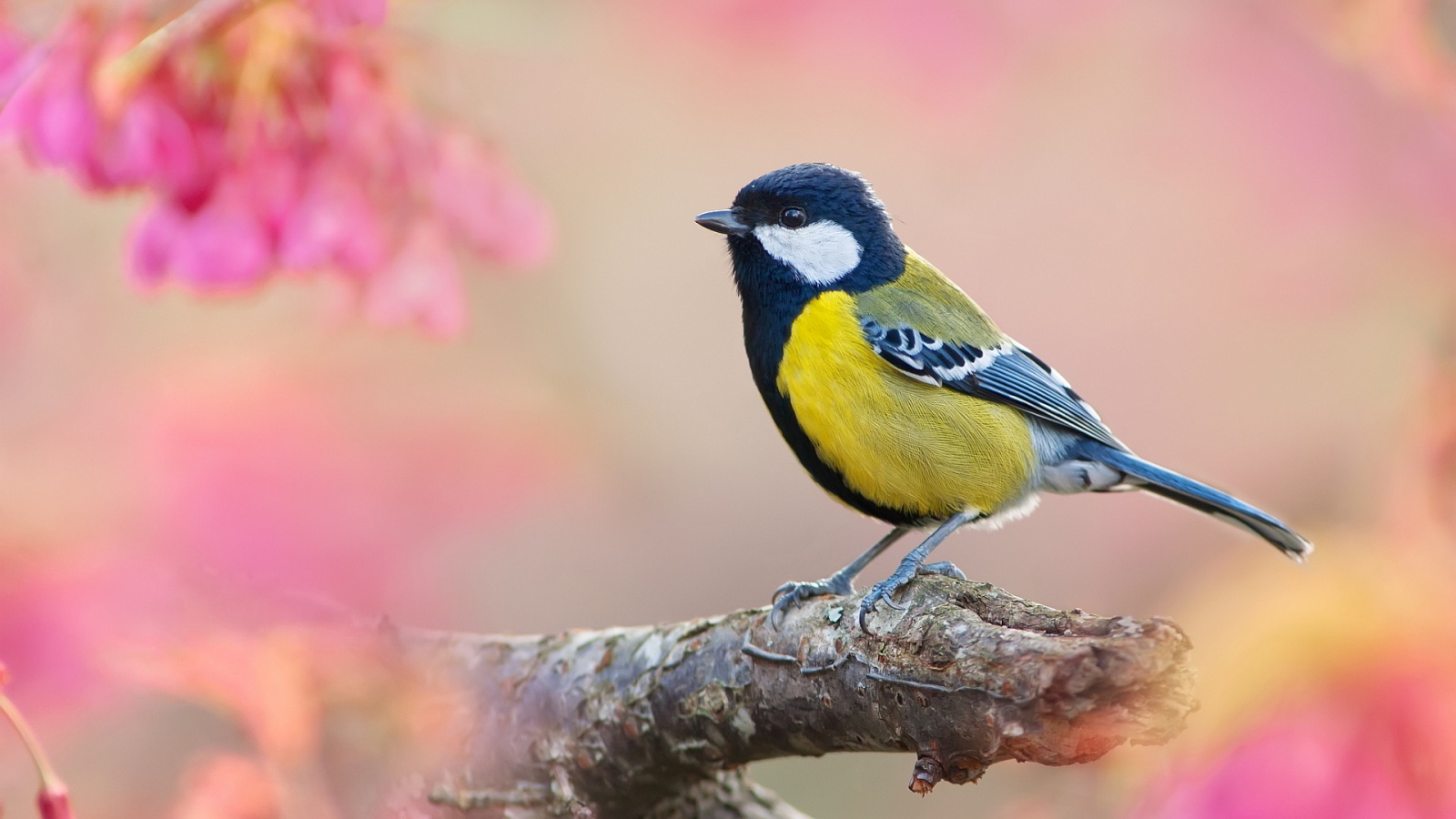 Nice Images Collection: Titmouse Desktop Wallpapers
