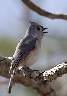 Titmouse Backgrounds on Wallpapers Vista