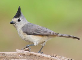HD Quality Wallpaper | Collection: Animal, 275x200 Titmouse