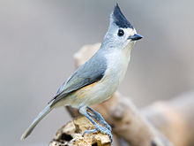 Titmouse High Quality Background on Wallpapers Vista