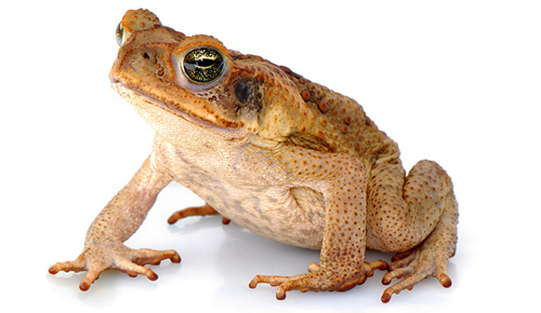 HD Quality Wallpaper | Collection: Animal, 600x348 Toad