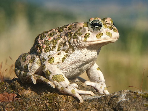 Nice Images Collection: Toad Desktop Wallpapers