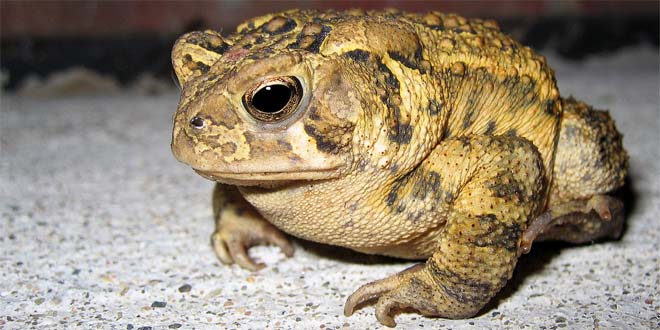 Images of Toad | 660x330