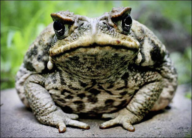 Toad Backgrounds on Wallpapers Vista