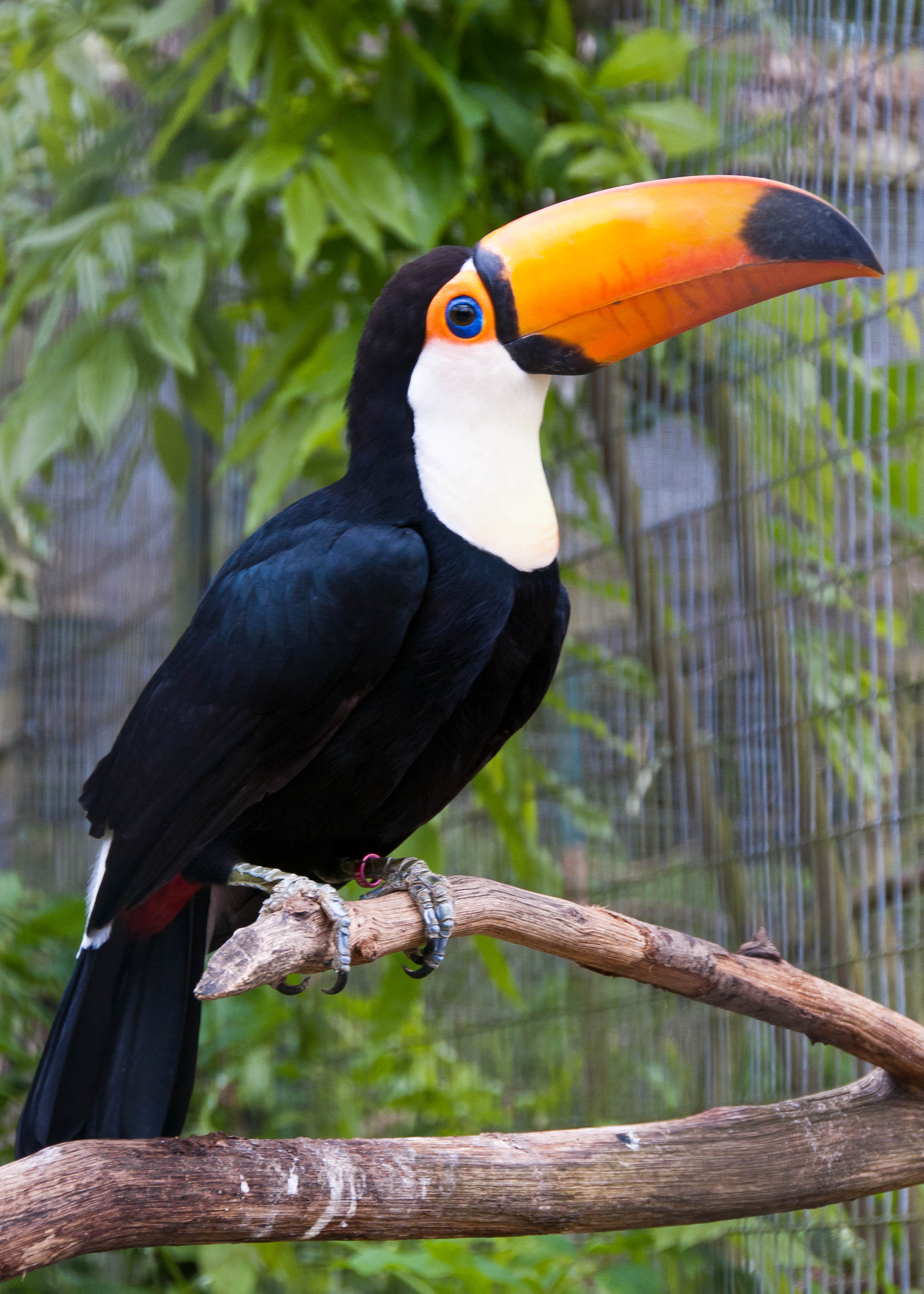 Amazing Toco Toucan Pictures & Backgrounds
