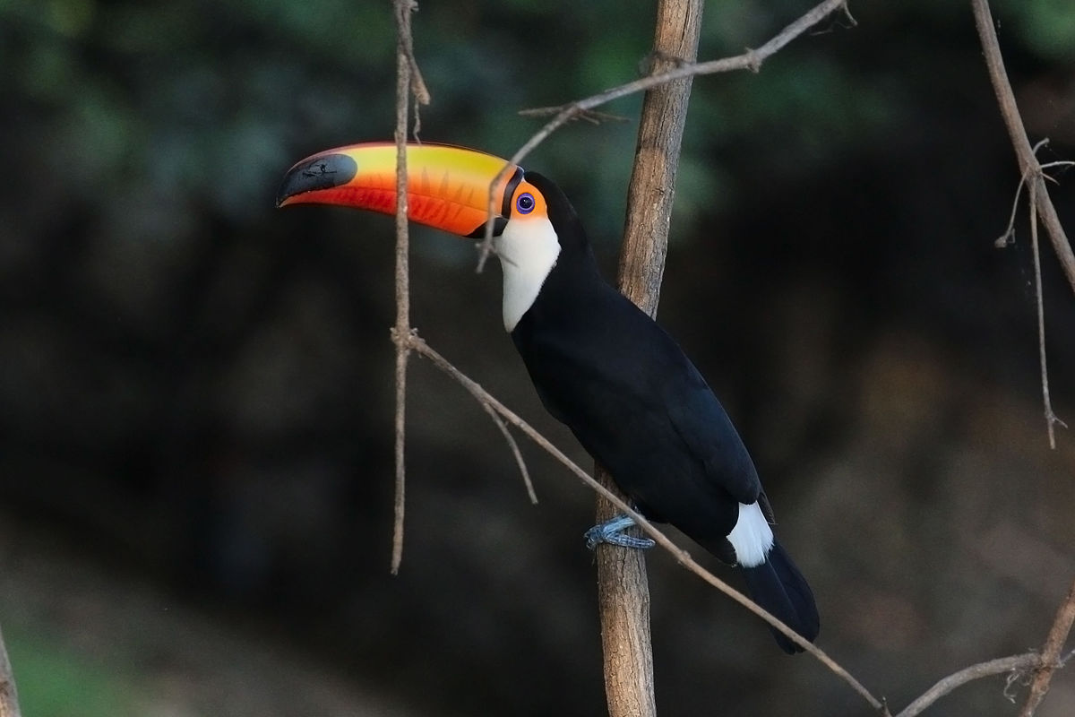 Images of Toco Toucan | 1200x800