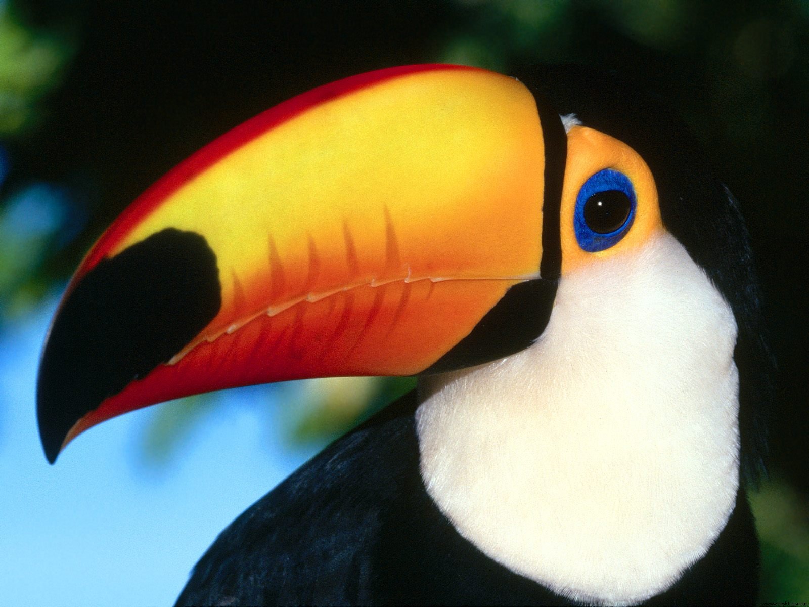 Toco Toucan High Quality Background on Wallpapers Vista