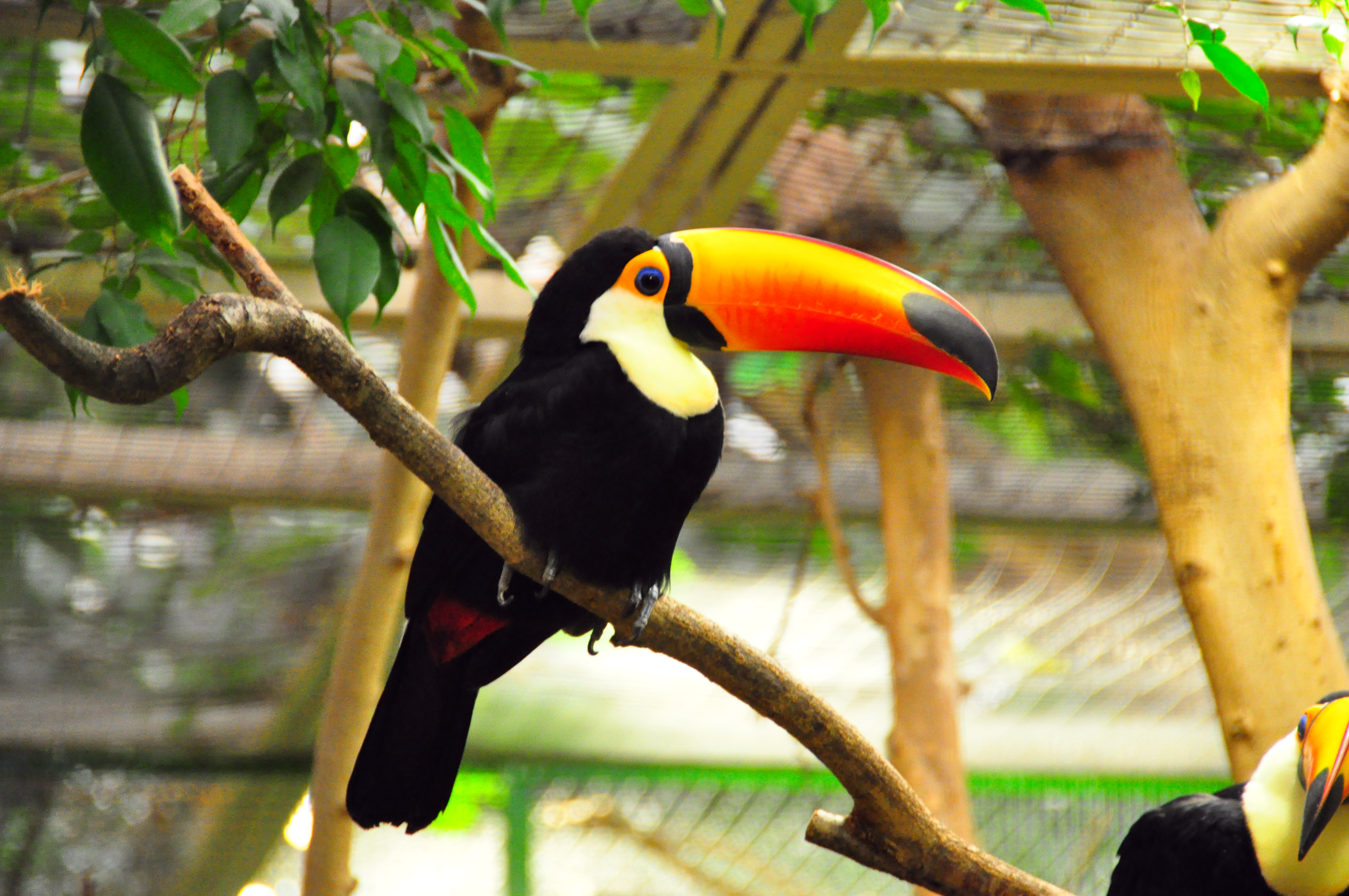 Toco Toucan High Quality Background on Wallpapers Vista
