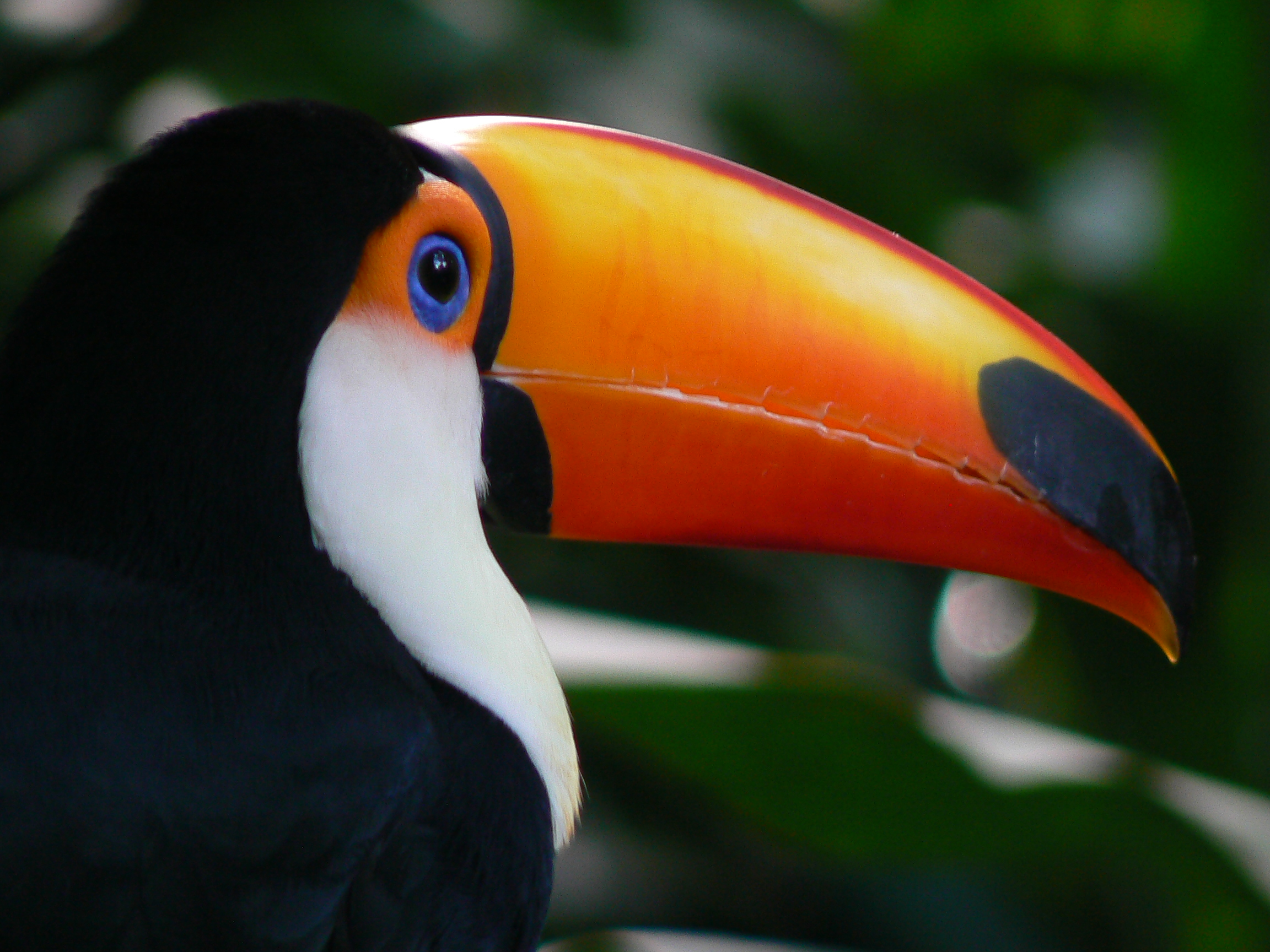 Nice wallpapers Toco Toucan 2304x1728px