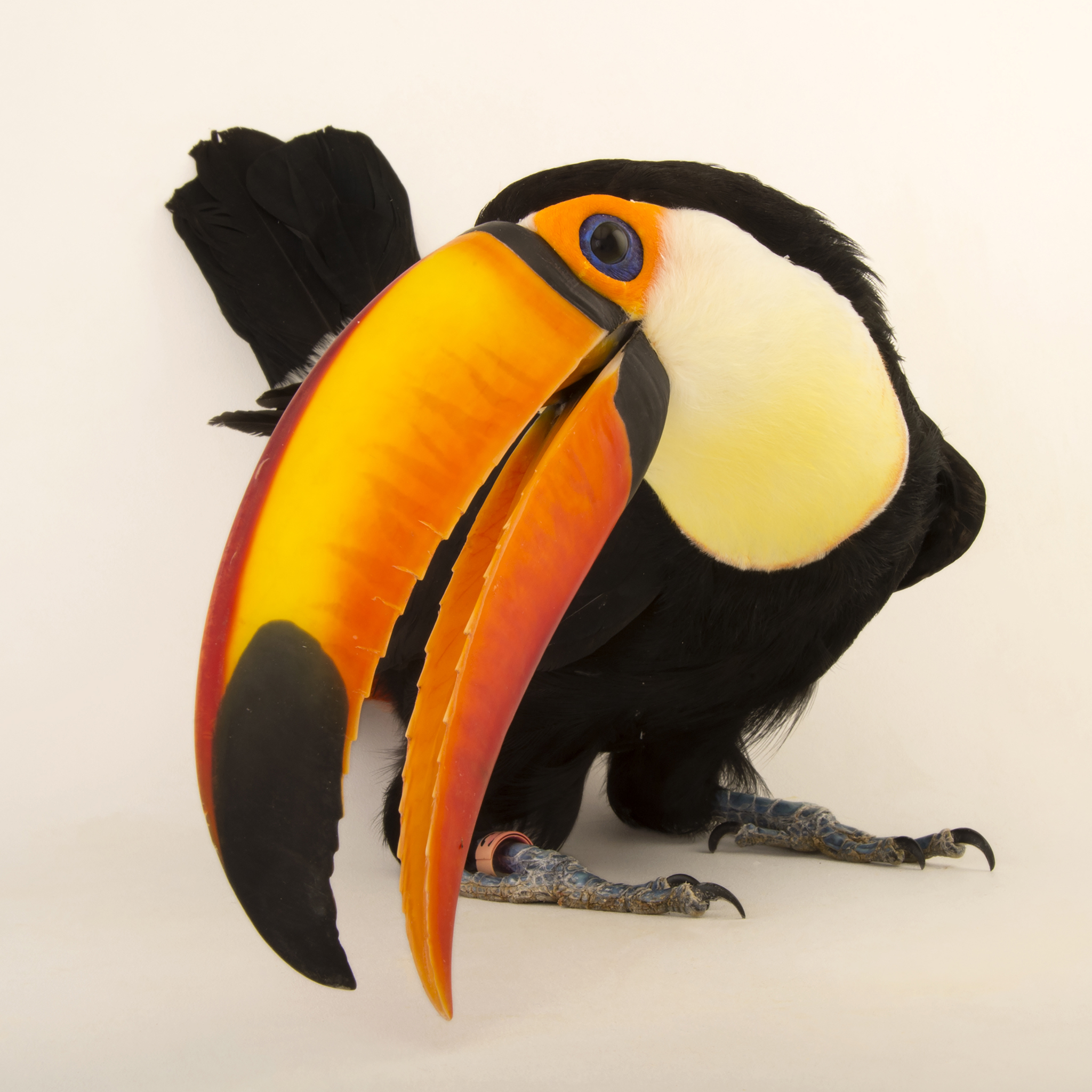 Nice wallpapers Toco Toucan 2048x2048px