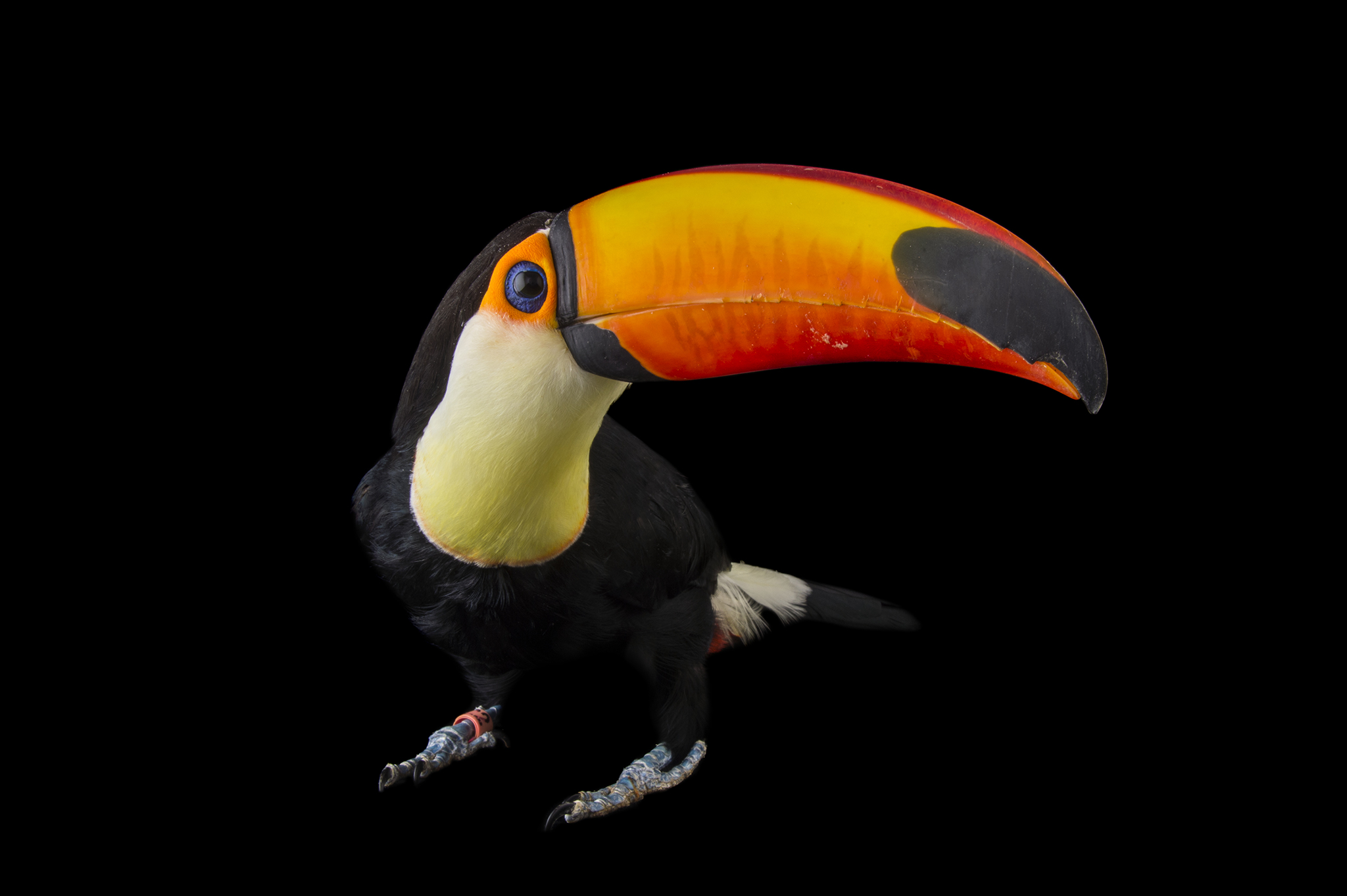 Nice wallpapers Toucan 2048x1363px