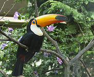 HD Quality Wallpaper | Collection: Animal, 183x150 Toco Toucan