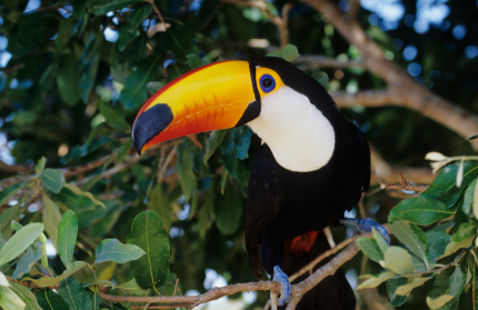 Nice wallpapers Toco Toucan 430x279px