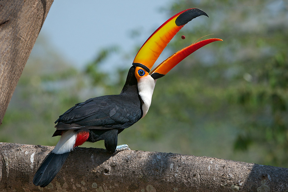 Toco Toucan Backgrounds on Wallpapers Vista