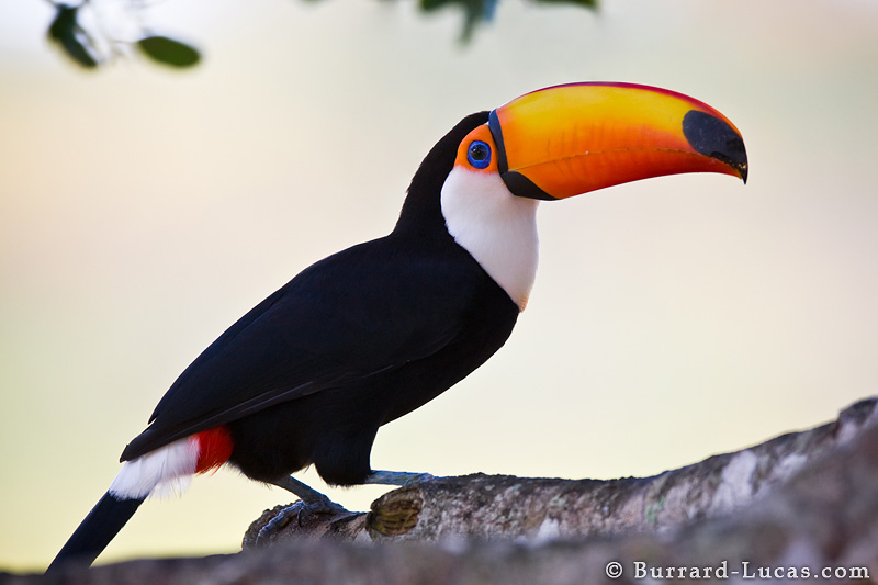 High Resolution Wallpaper | Toco Toucan 800x533 px