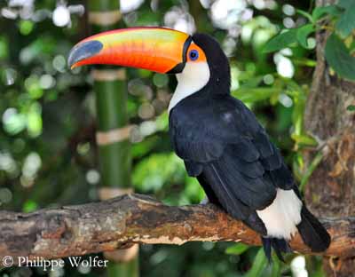 Nice wallpapers Toco Toucan 400x312px