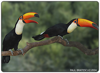 HQ Toco Toucan Wallpapers | File 46.09Kb