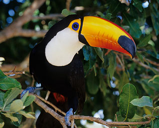 Toucan Pics, Animal Collection