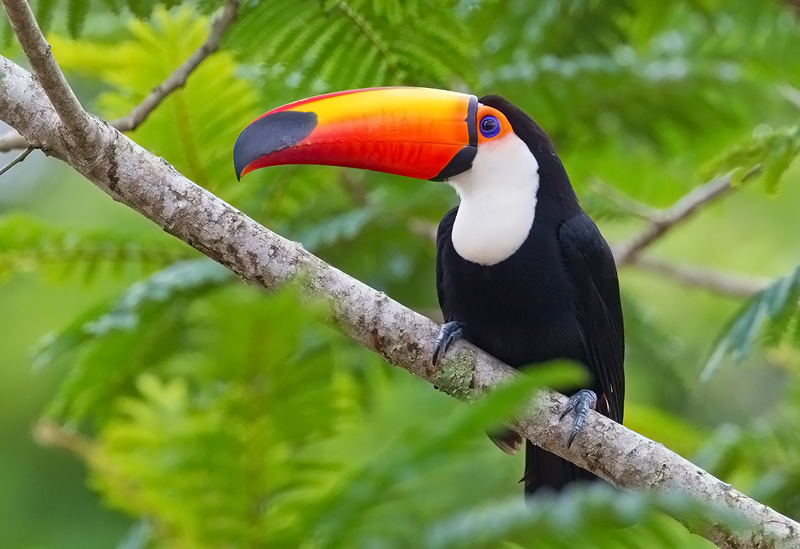 Nice wallpapers Toco Toucan 800x549px