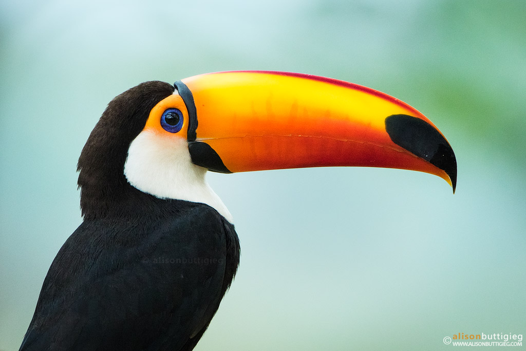 1024x683 > Toco Toucan Wallpapers