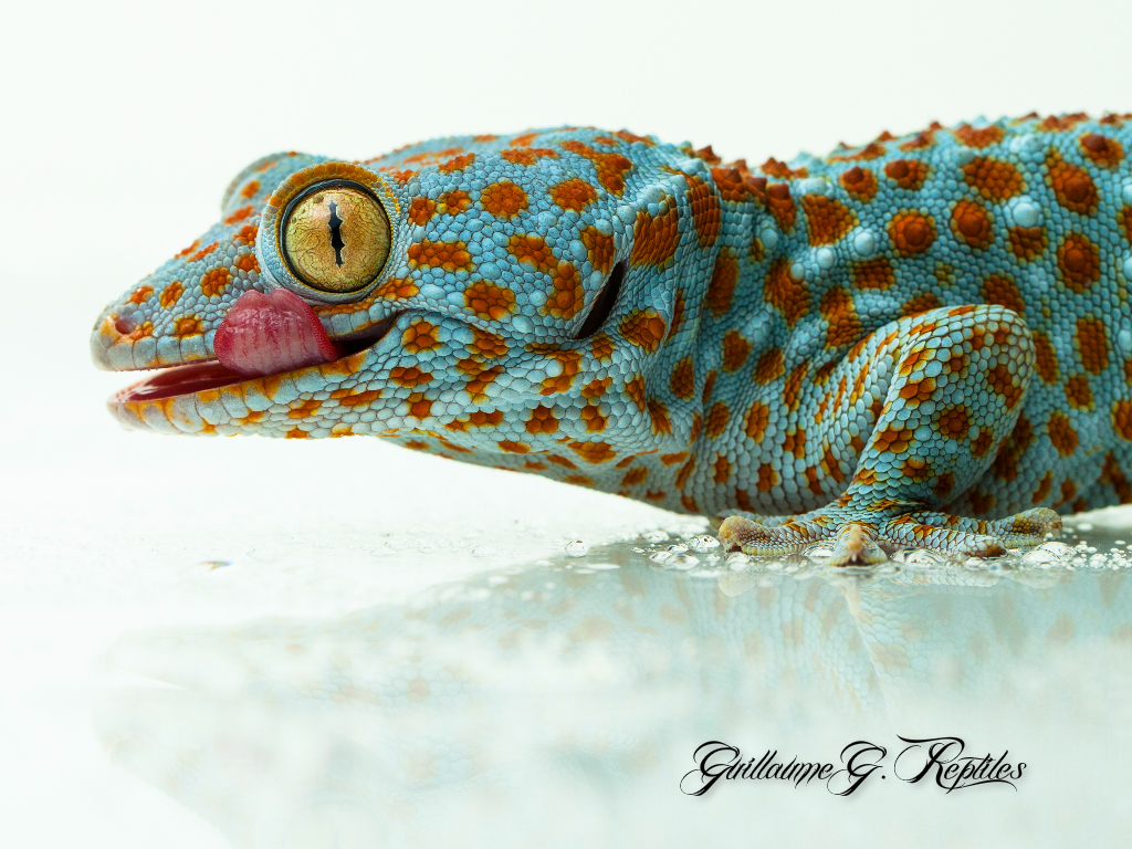 Tokay Gecko High Quality Background on Wallpapers Vista