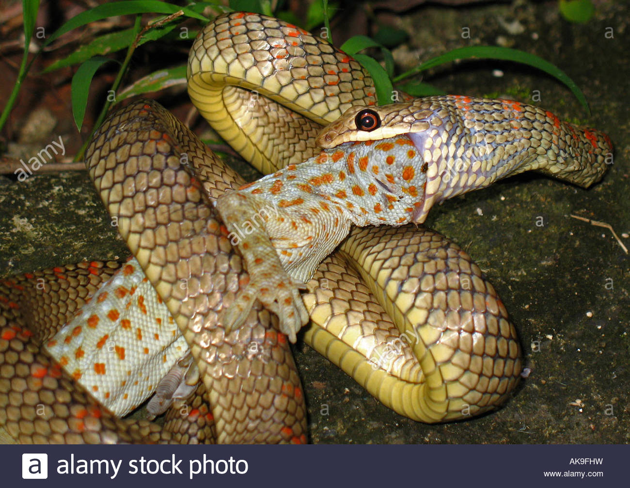 Tokay Gecko Backgrounds, Compatible - PC, Mobile, Gadgets| 1300x1006 px