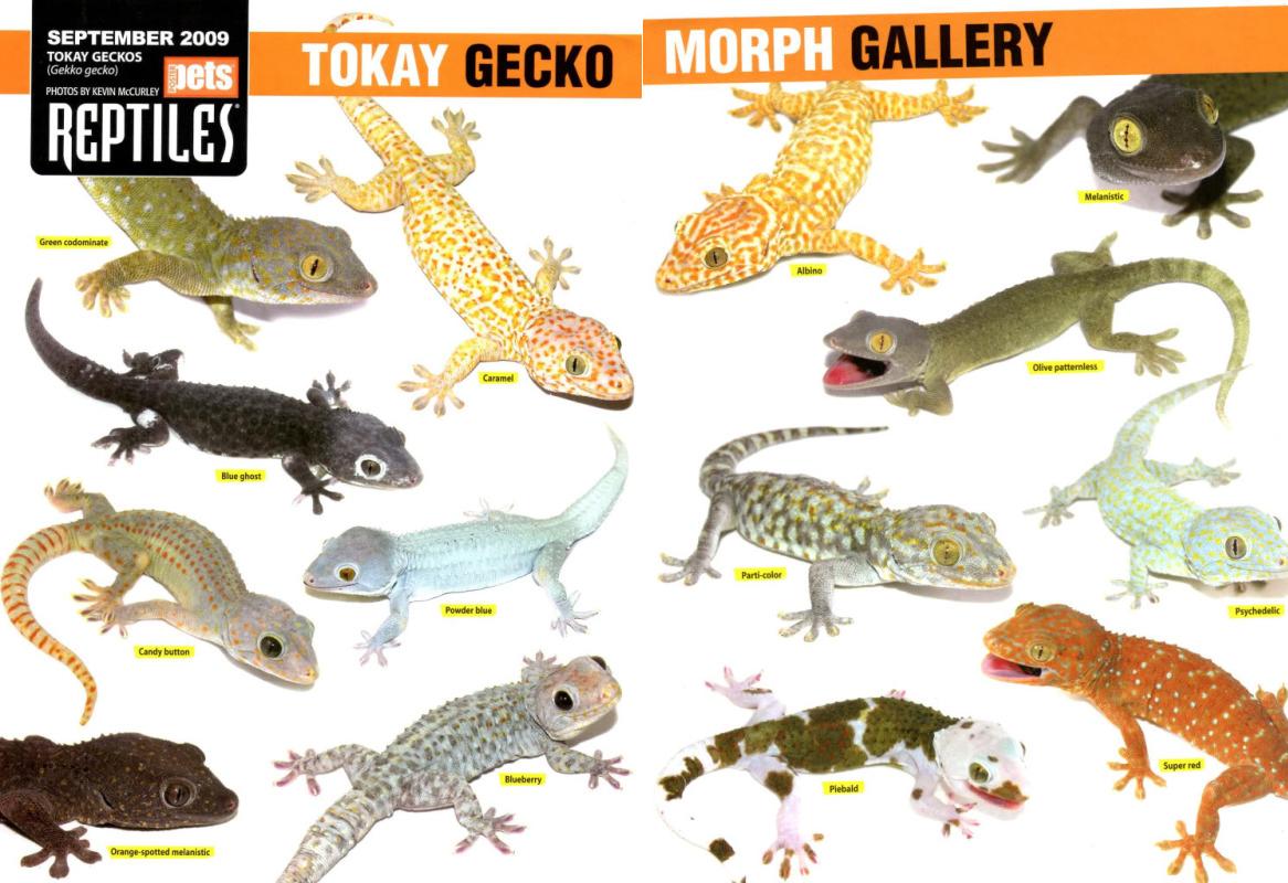 Tokay Gecko Pics, Animal Collection