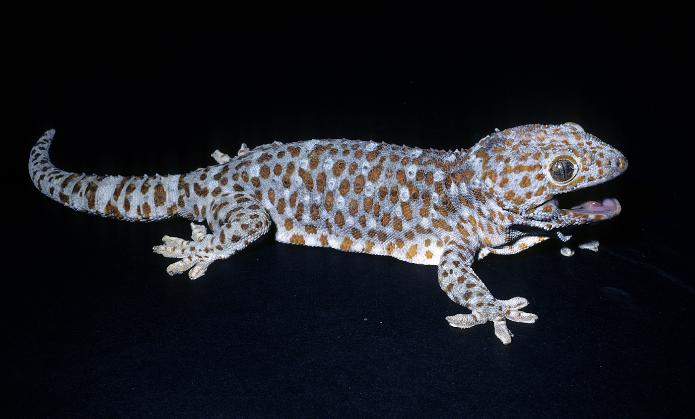 Tokay Gecko #7.