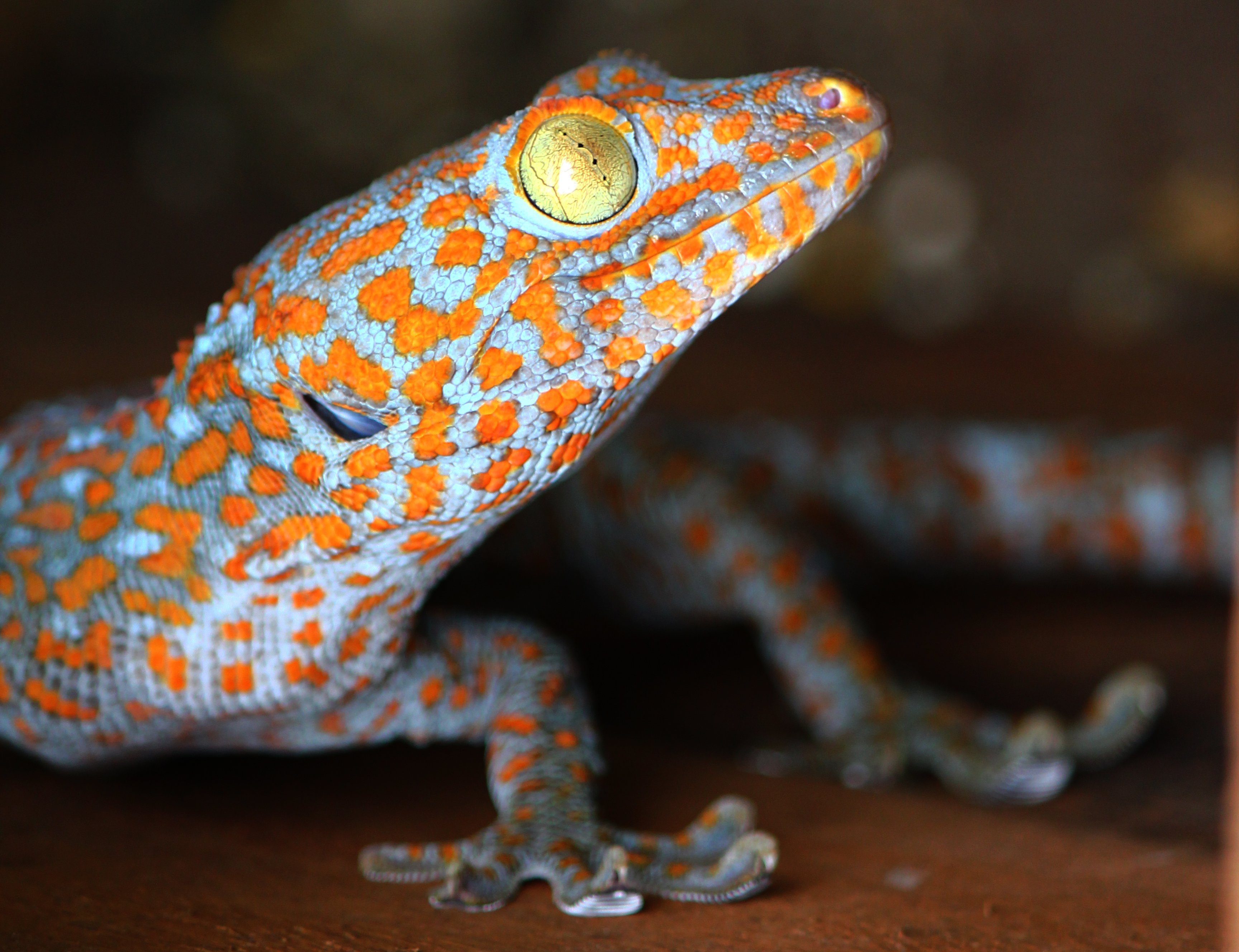 Amazing Tokay Gecko Pictures & Backgrounds