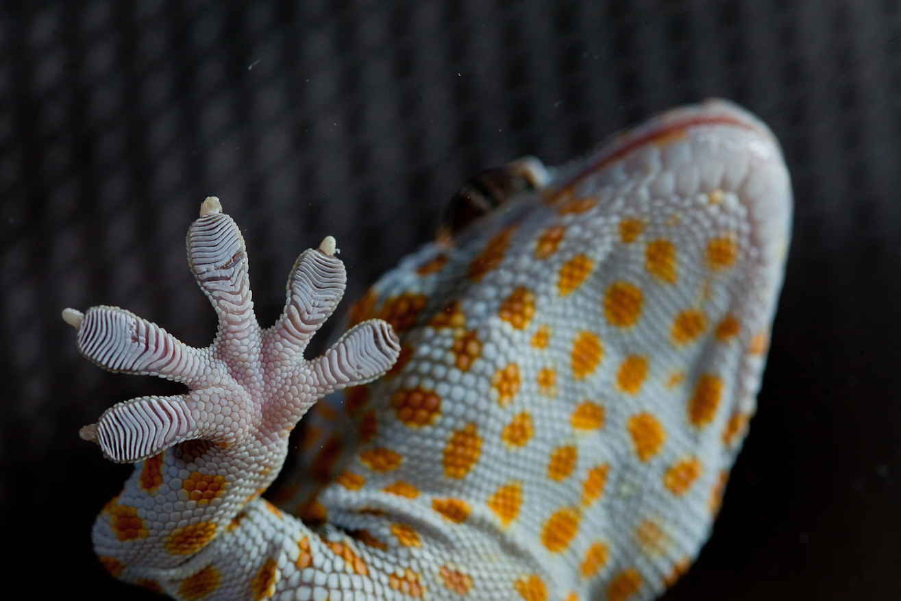 Amazing Tokay Gecko Pictures & Backgrounds