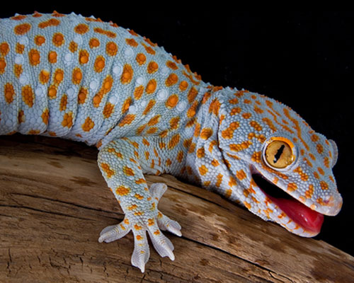 Tokay Gecko Backgrounds, Compatible - PC, Mobile, Gadgets| 500x400 px