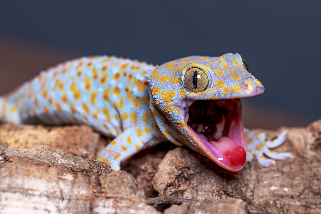 Tokay Gecko #21