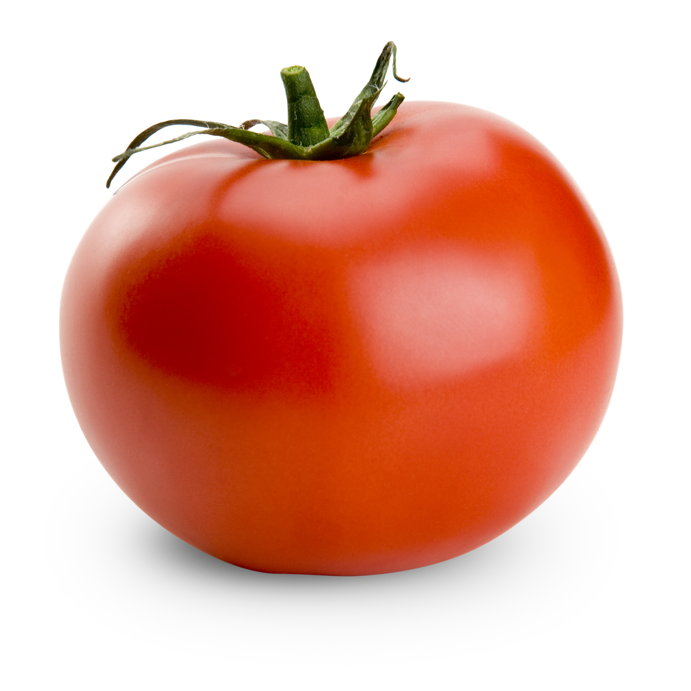 Tomato #19