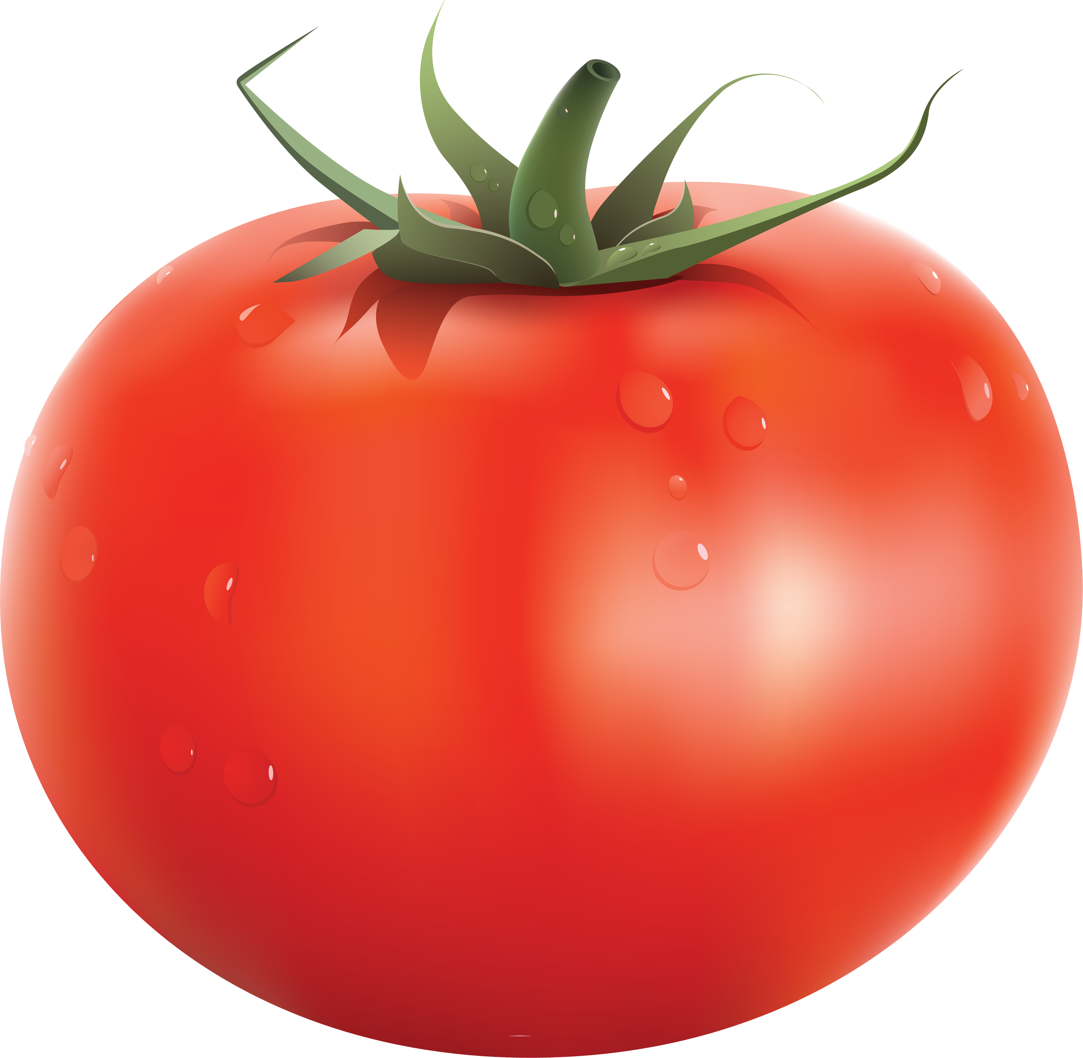 Tomato #14