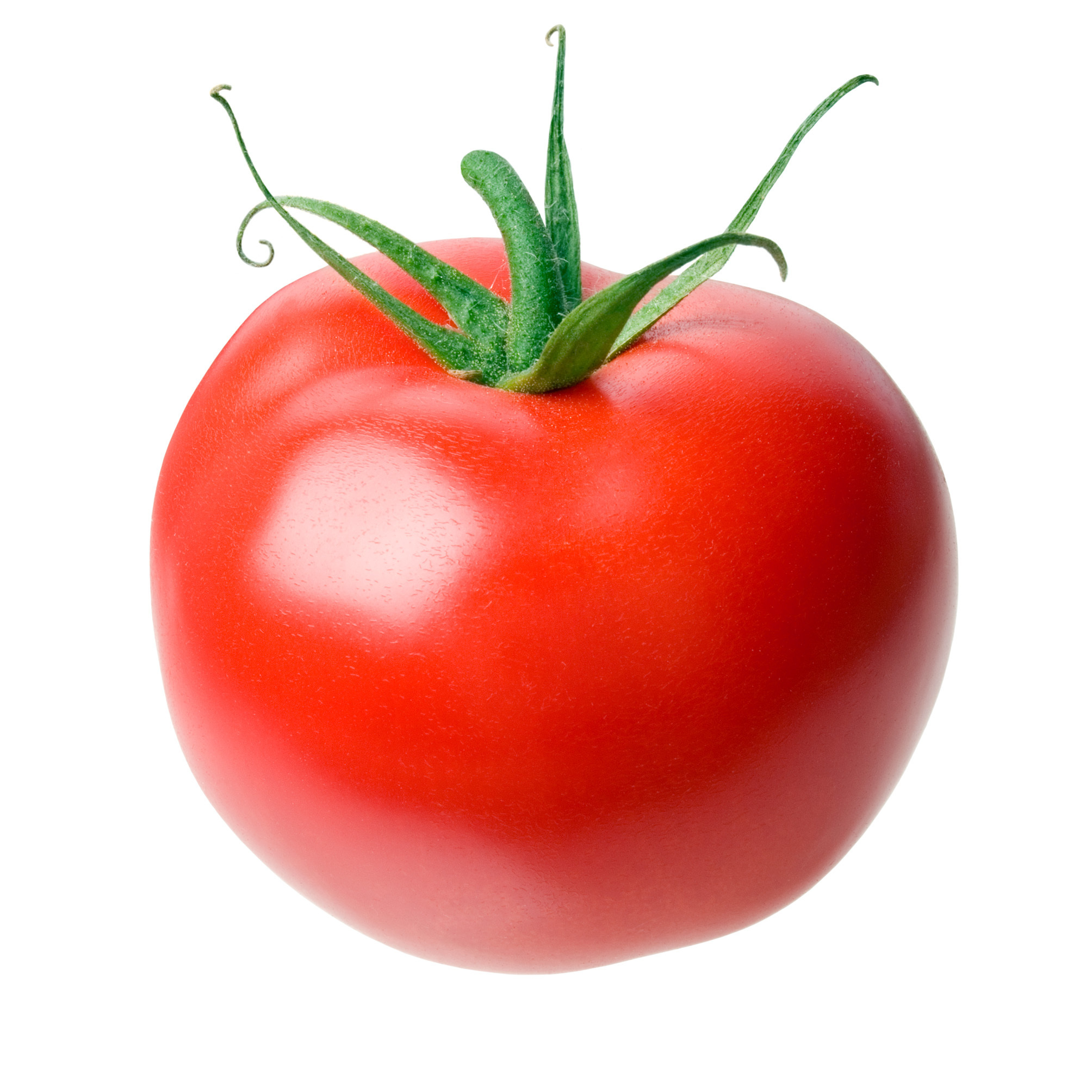 Tomato #17