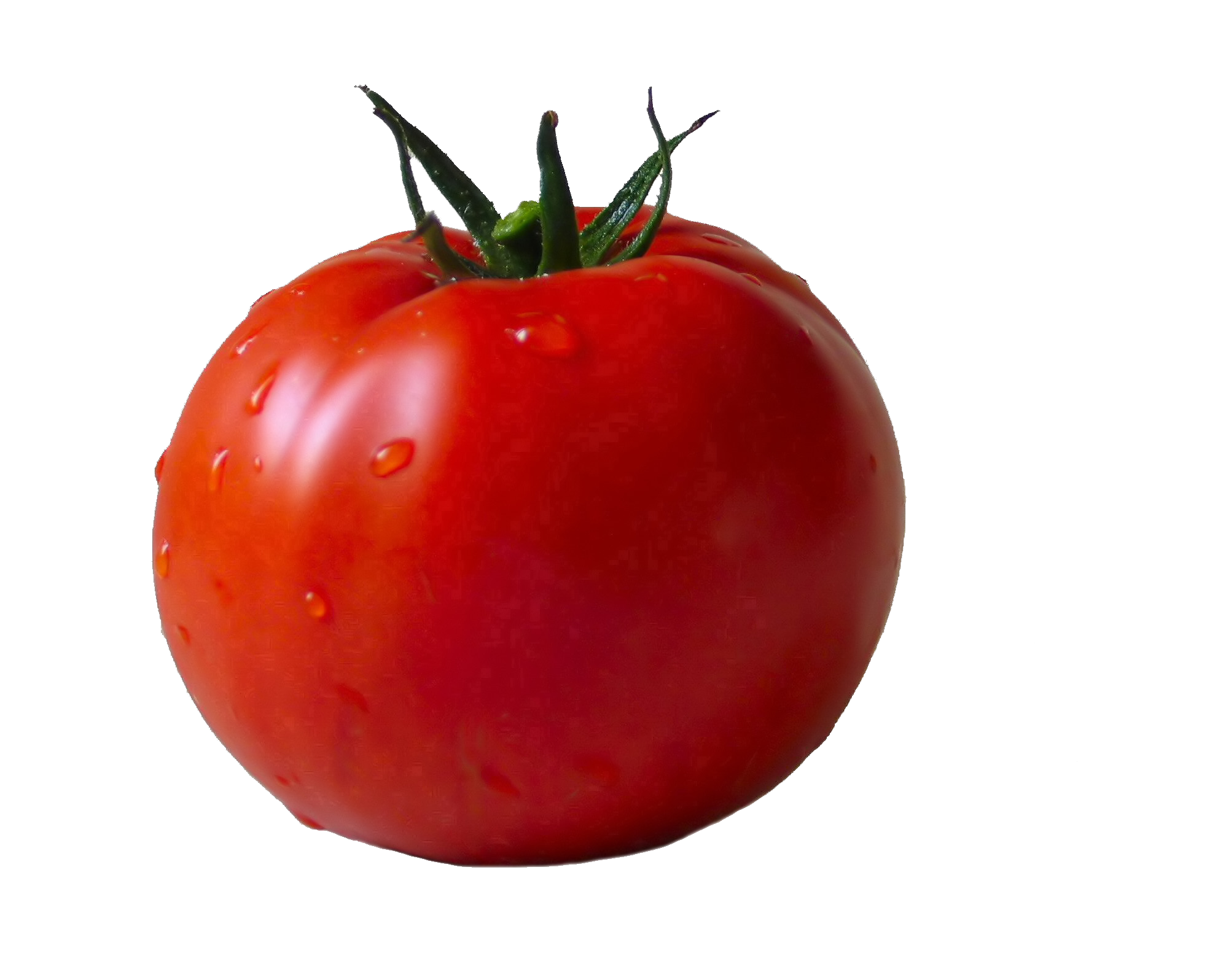 Tomato #15