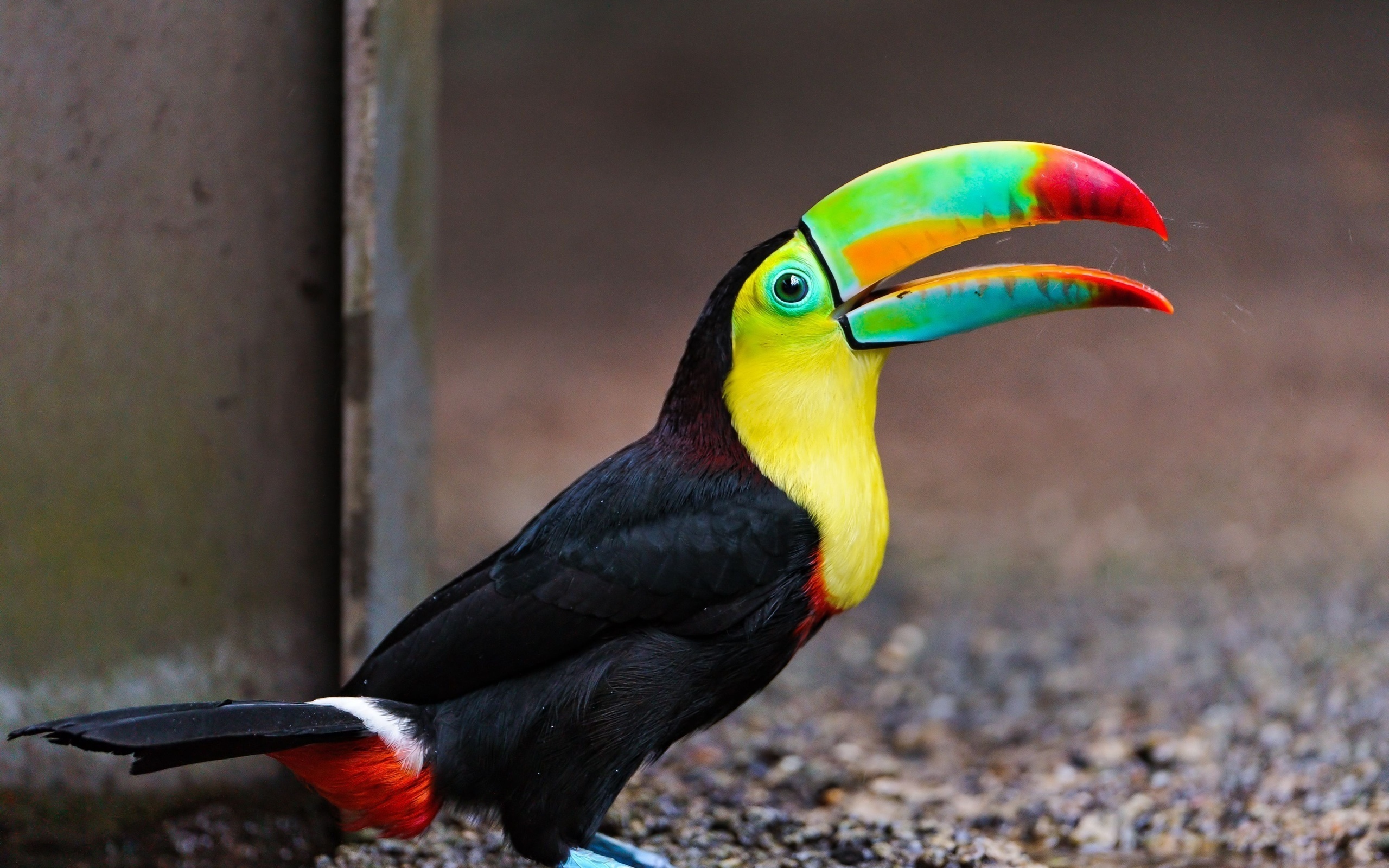 Nice wallpapers Toucan 2560x1600px