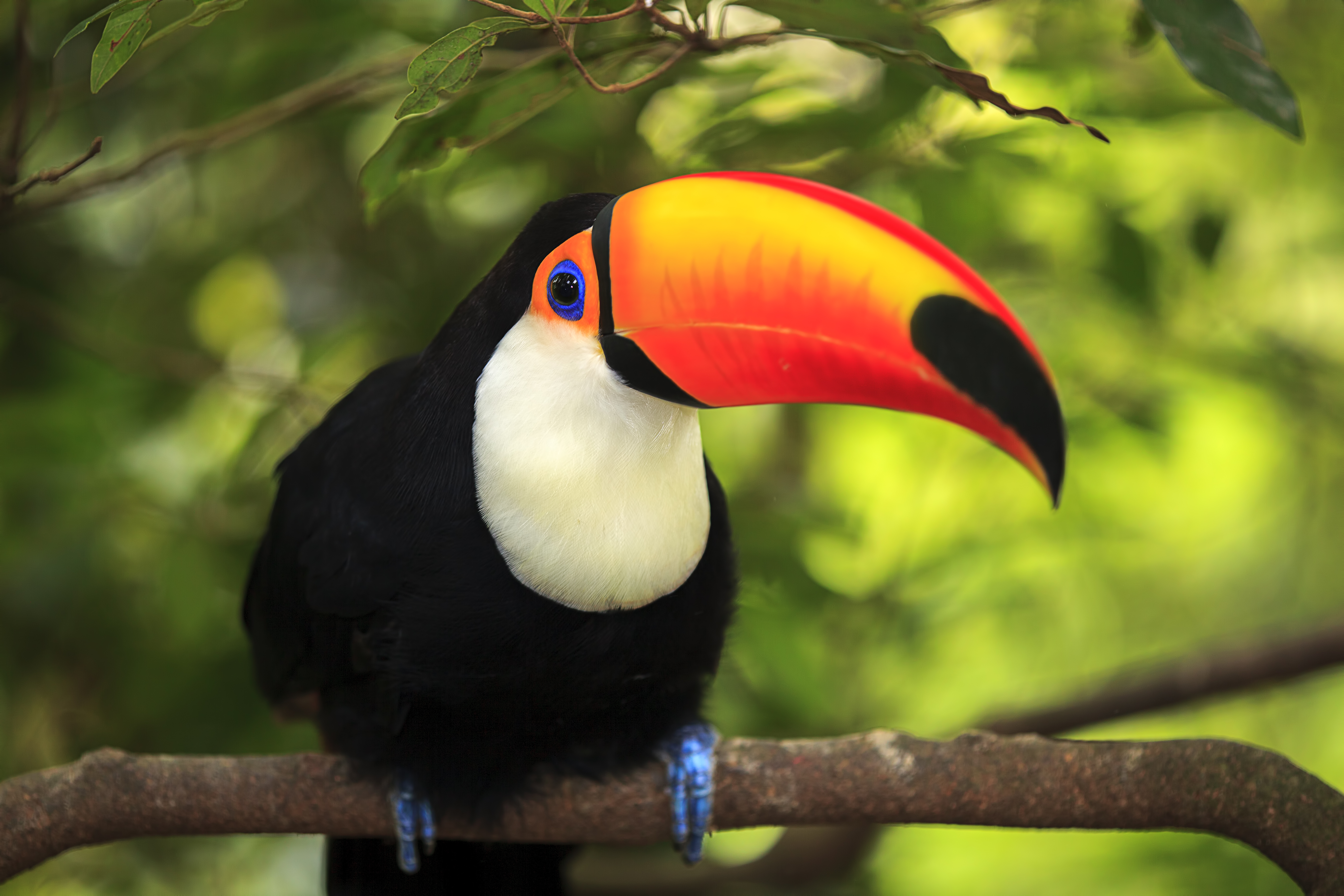 HD Quality Wallpaper | Collection: Animal, 5616x3744 Toucan