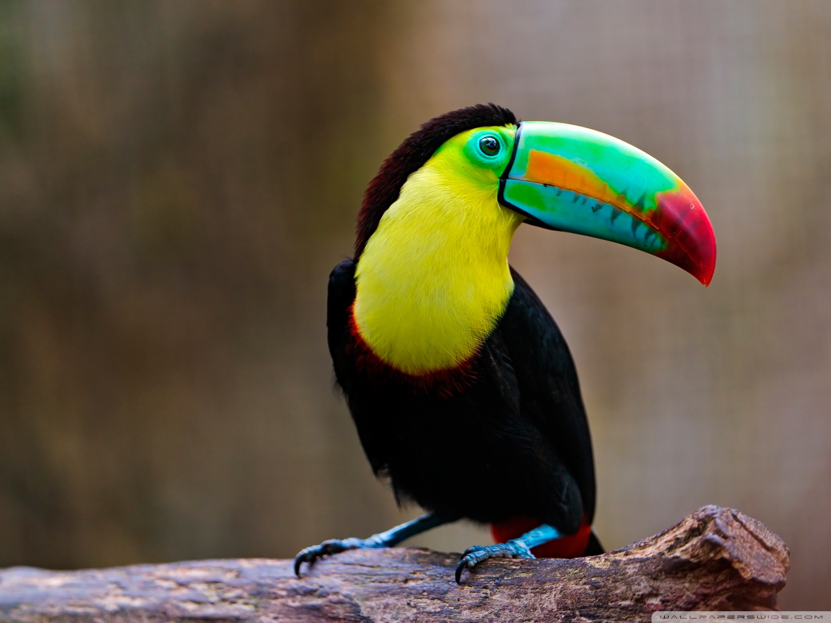 Nice Images Collection: Toucan Desktop Wallpapers