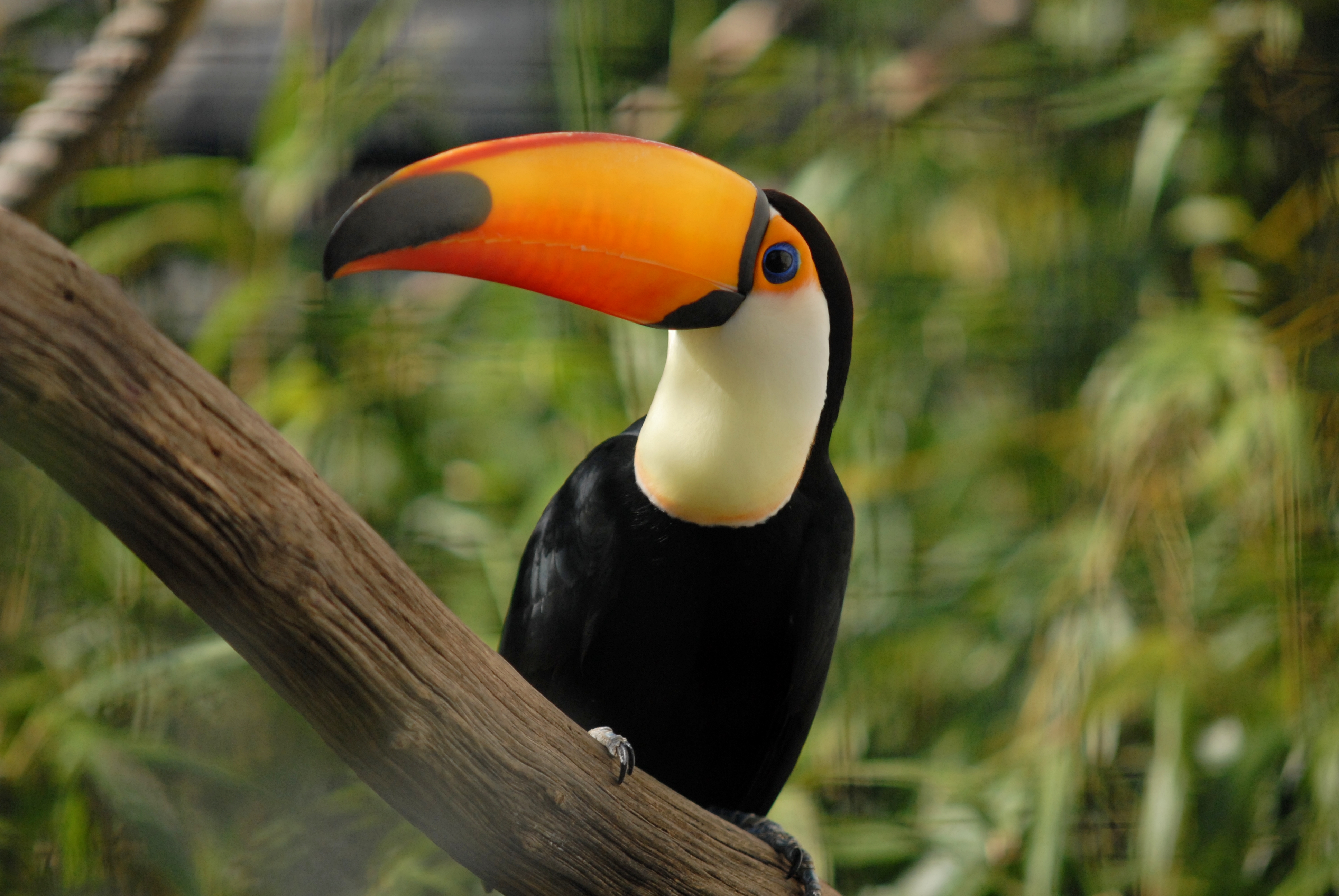 Toucan Backgrounds on Wallpapers Vista