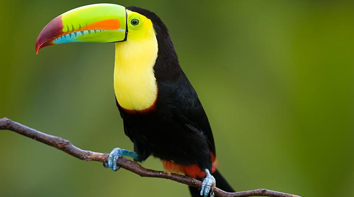 Toucan Backgrounds on Wallpapers Vista