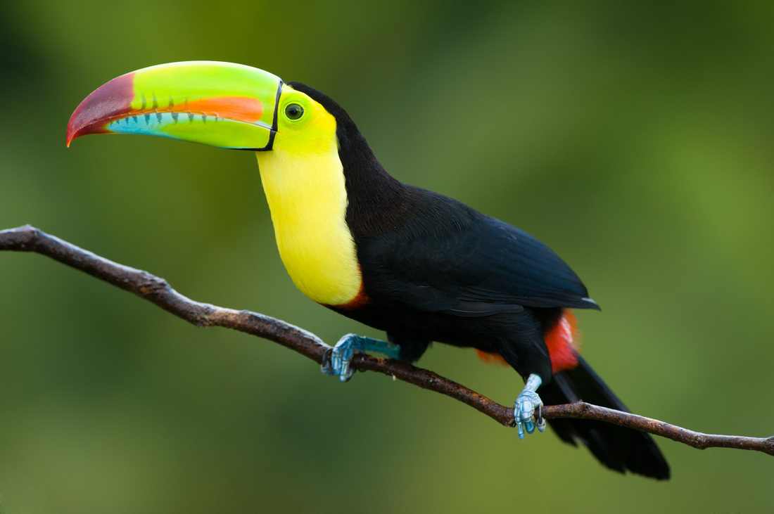 Nice wallpapers Toucan 1100x731px